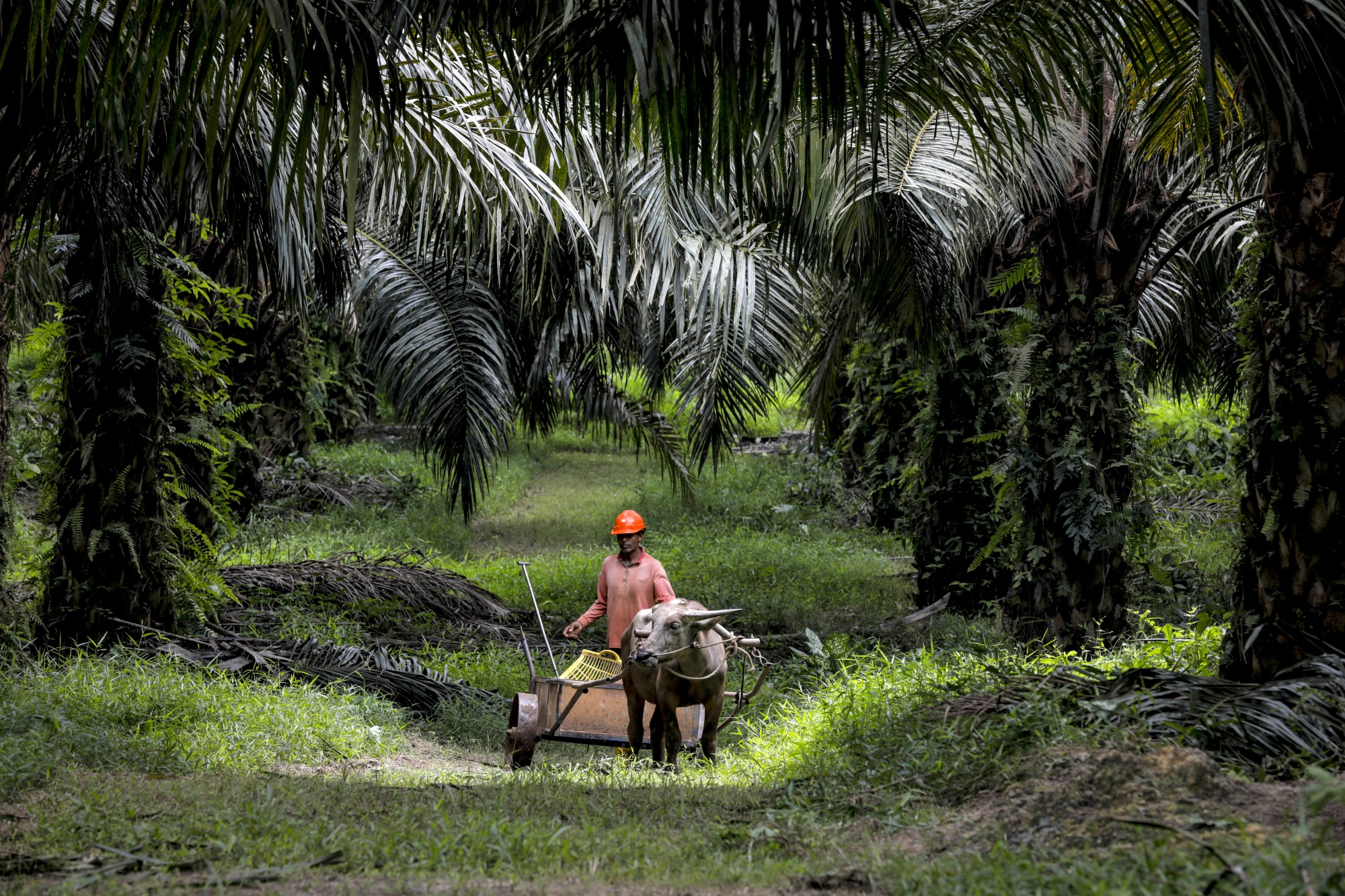 2024 Palm Oil Price forecasting